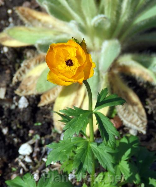 Semis de Trollius ( trolles )  Trollius_dzhungaricus