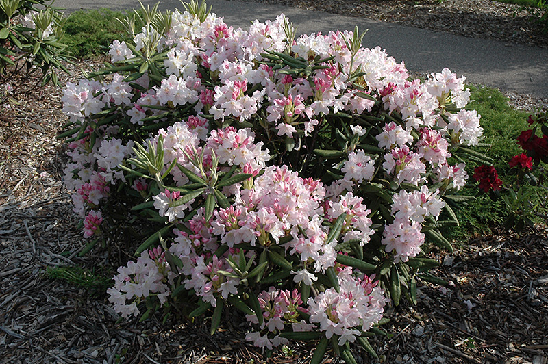 Rhodo en fleur le 30 octobre F246-03