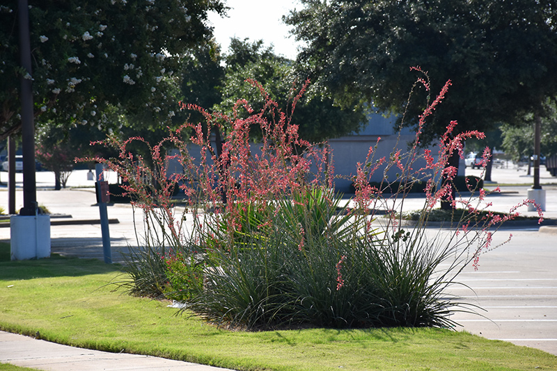 Hesperaloe parviflora  J822-08