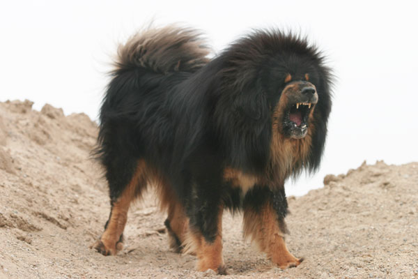 Animal totem - Page 4 Tibetan-mastiff-2