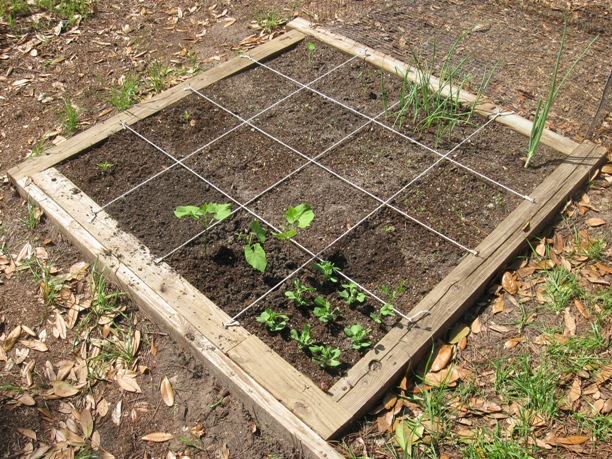 My first box and something is actually growing! IMG_2250