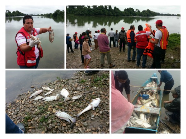 Residuos tóxicos de alcoholera provocan mortandad de peces en río de Cosamaloapan Peces-600x450