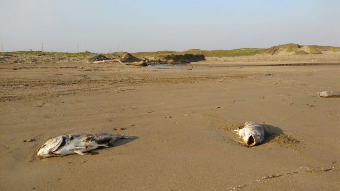 La corrupción mata todo tipo de vida en México.La CAEV descarga sus aguas residuales a playas de Coatzacoalcos 02-690x388