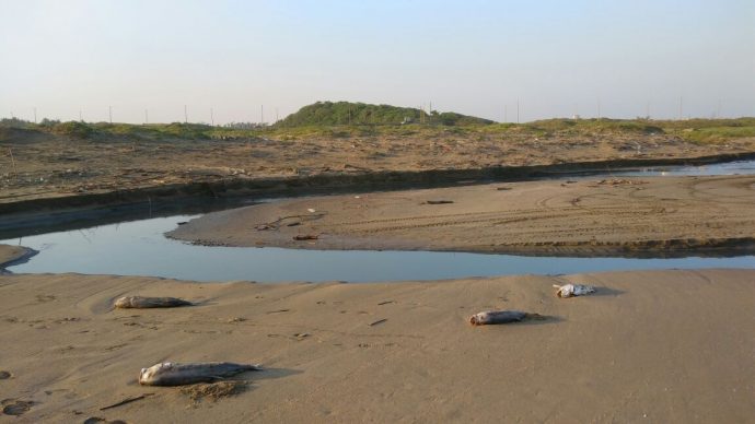 La corrupción mata todo tipo de vida en México.La CAEV descarga sus aguas residuales a playas de Coatzacoalcos 05-690x388