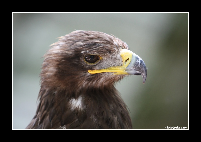 [Résolu] Rapaces  (à identifier....) Ident02