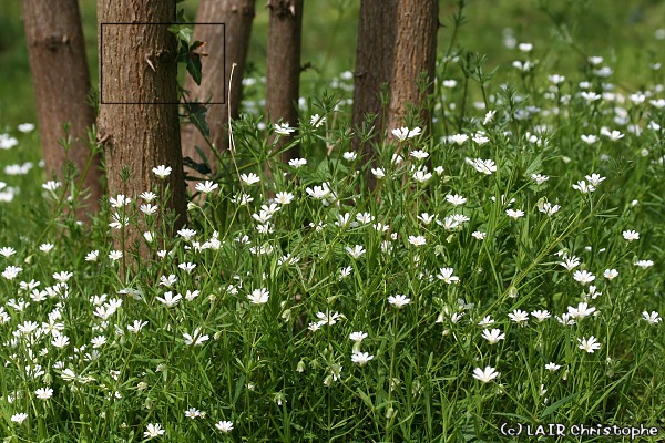 Quelques "conseils photographiques" Photo104