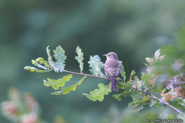 Résolu: Gobe mouche noir  Photo287