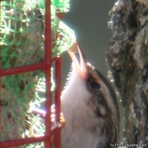 questions diverses sur l'alimentation des oiseaux - Page 3 Photo291