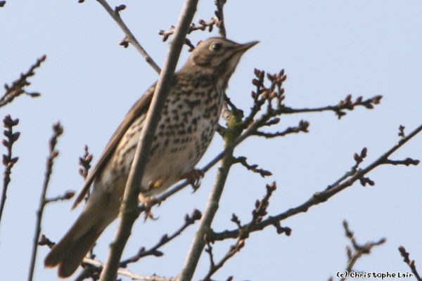 Nos observations d'oiseaux - Page 13 Photo315