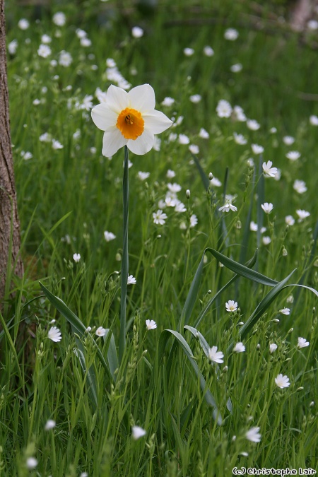 Les fleurs - Page 11 Photo347