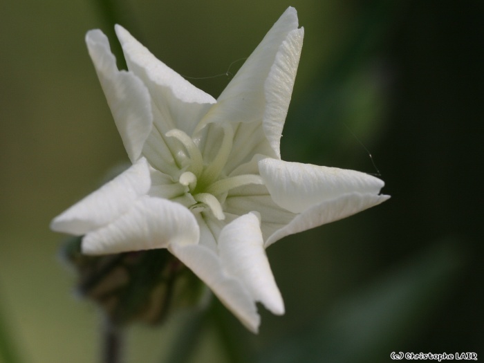 Les fleurs - Page 17 Photo370