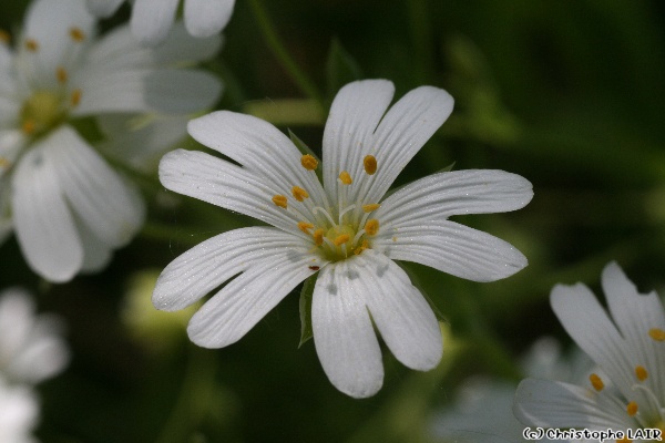 Les fleurs - Page 17 Photo375