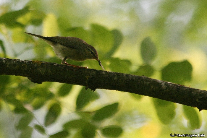 Nos observations d'oiseaux - Page 30 Photo448