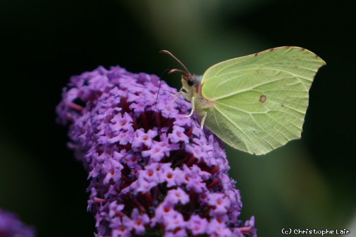 Les Insectes - Page 11 Photo461