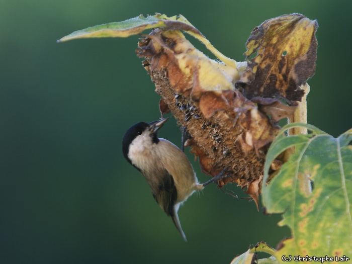 Le tournesol ? - Page 2 Photo511