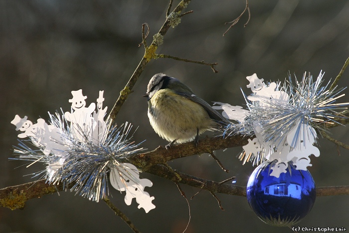 Guirlandes et boules ...  de plumes. Photo597