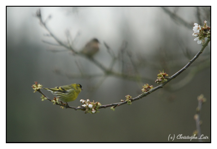 Printemps-été  2008 Photo681