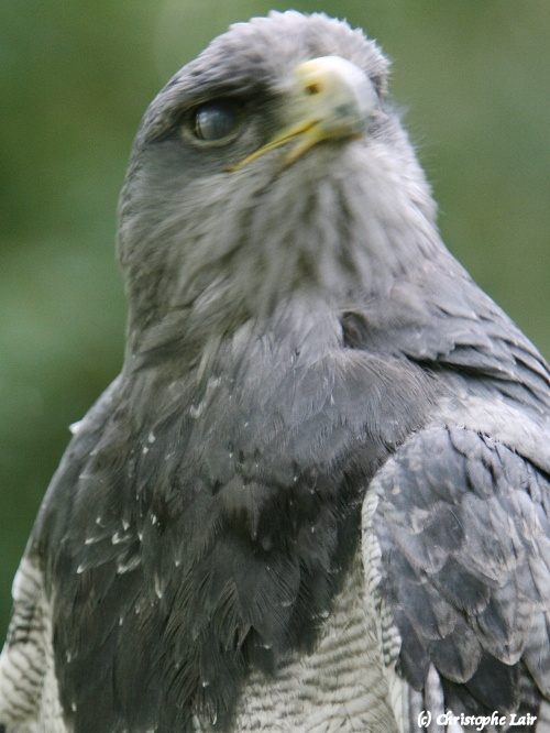 L'Aigle bleu.... Photo738