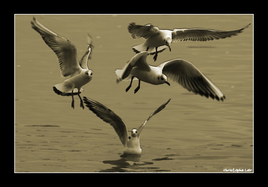 Mouette savante où Mouette rieuse... telle est la question!! Photo957