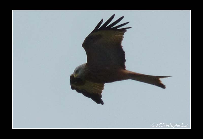 Un gros rapace en vol, mais lequel?? Forum0151