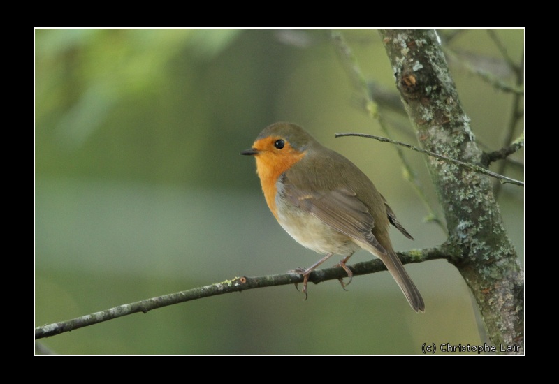 Observation d'oiseaux dans nos jardins, hiver 2011/2012 Forum0531