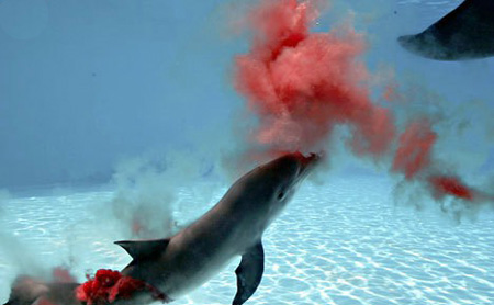 كيف تلد الدلافين بالصور الموضحة .. سبحان الله --------- المنتدى العام 03_delfin
