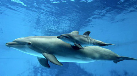 كيف تلد الدلافين بالصور الموضحة .. سبحان الله --------- المنتدى العام 04_delfin