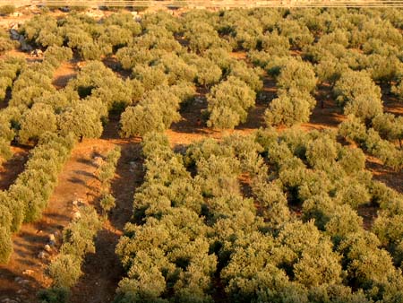 جميع صور المدن الفلسطينية توضع هنا - صفحة 5 2_70