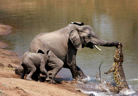 صور نادرة وغربية لتمساح يهاجم فيلة .. Elephant-%282%29