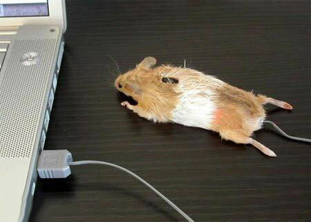 اختر فأرة الحاسوب التي تناسبك في هذه المجموعة  Mouse10_2