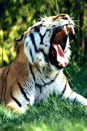 Get your totem animals! Tiger-roaring_s