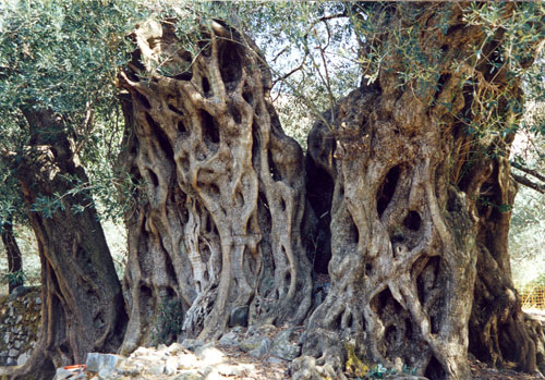 Εικόνες Φυτών... - Σελίδα 10 Kandanos