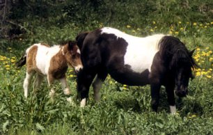 LE PONEY SHETLAND(cheval) Shet