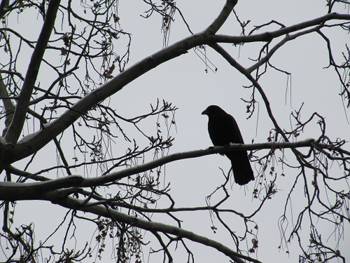 Animaux-totem et symbolique des animaux Corbeau_sur_arbre_enneiga