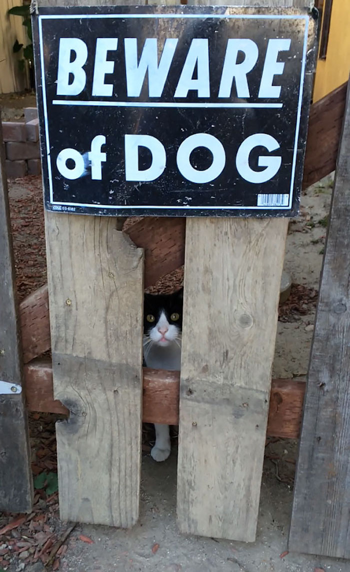 Top 10 des "chiens méchants" les moins dangereux ! Par Axel Leclercq Chiens-dangereux-toop-humour-9