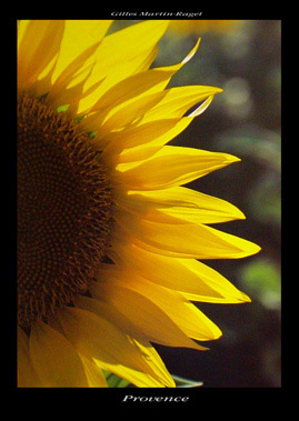 ...histoire de la petite Tournesol... - Page 2 50x70-Le-Tournesol