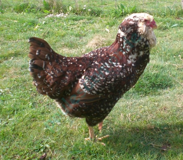 Orloff Poule