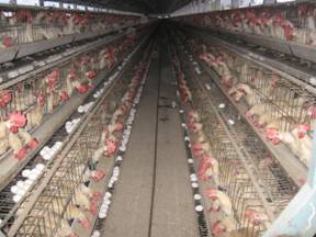 கோழி வளர்ப்பு முறைகள் 1 Poultry_chik_hatching-of-eggs