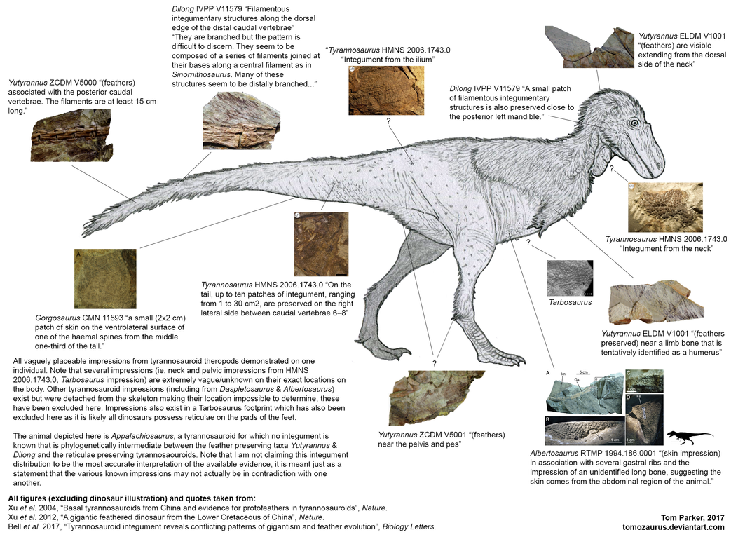 Tyrannosaurus rex - Página 3 Tyrannosauroid_integument_composite_by_tomozaurus-dbce4x1