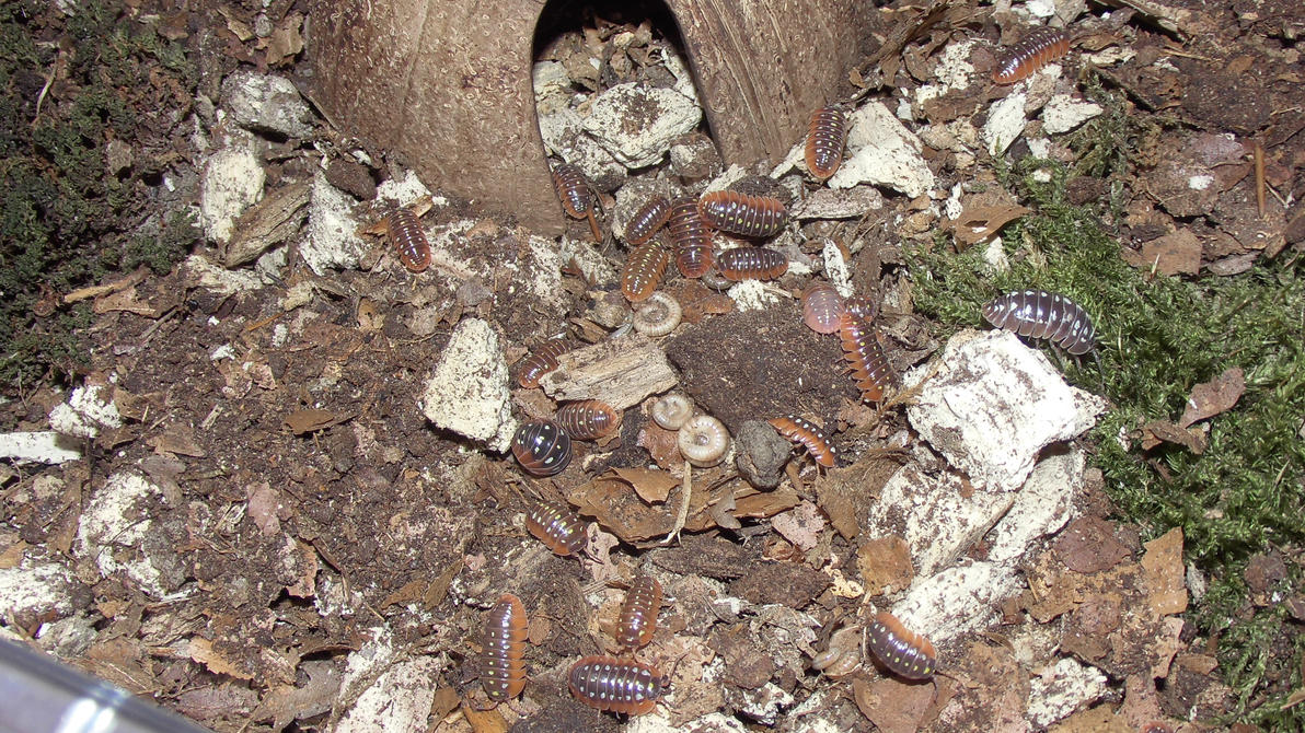 Meine Füßer und Käfer - Seite 6 Armadillidium_spec__montenegro__8__by_op_girl16-dan5dop