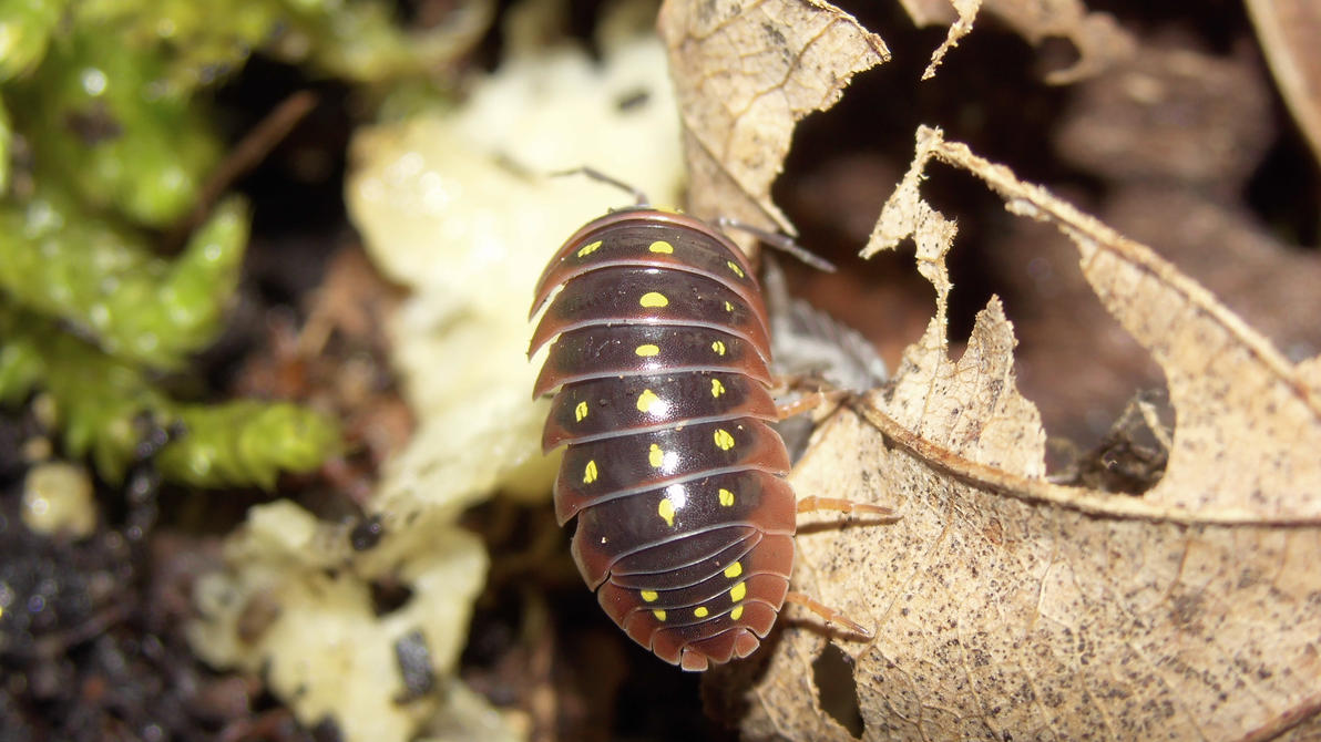 Meine Füßer und Käfer Armadillidium_spec__montenegro_2_by_op_girl16-d8lto8m