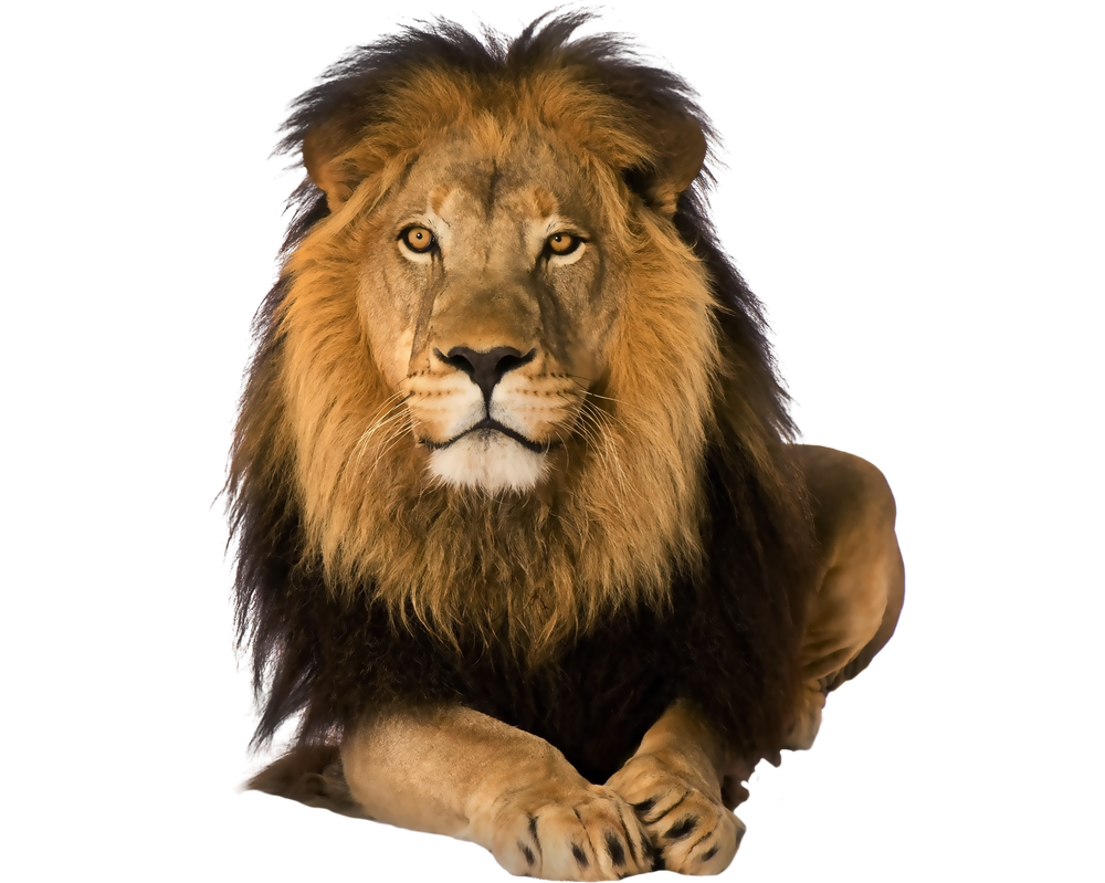  صور اسود للتصميم بدقة عالية , lion png Stock Pre_cut_lion_by_moonglowlilly-d5nfwje