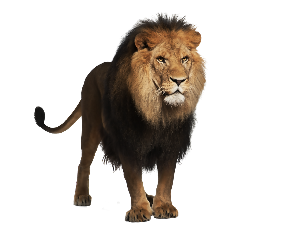  صور اسود للتصميم بدقة عالية , lion png Stock Pre_cut_lion_2_by_moonglowlilly-d5nfxzq