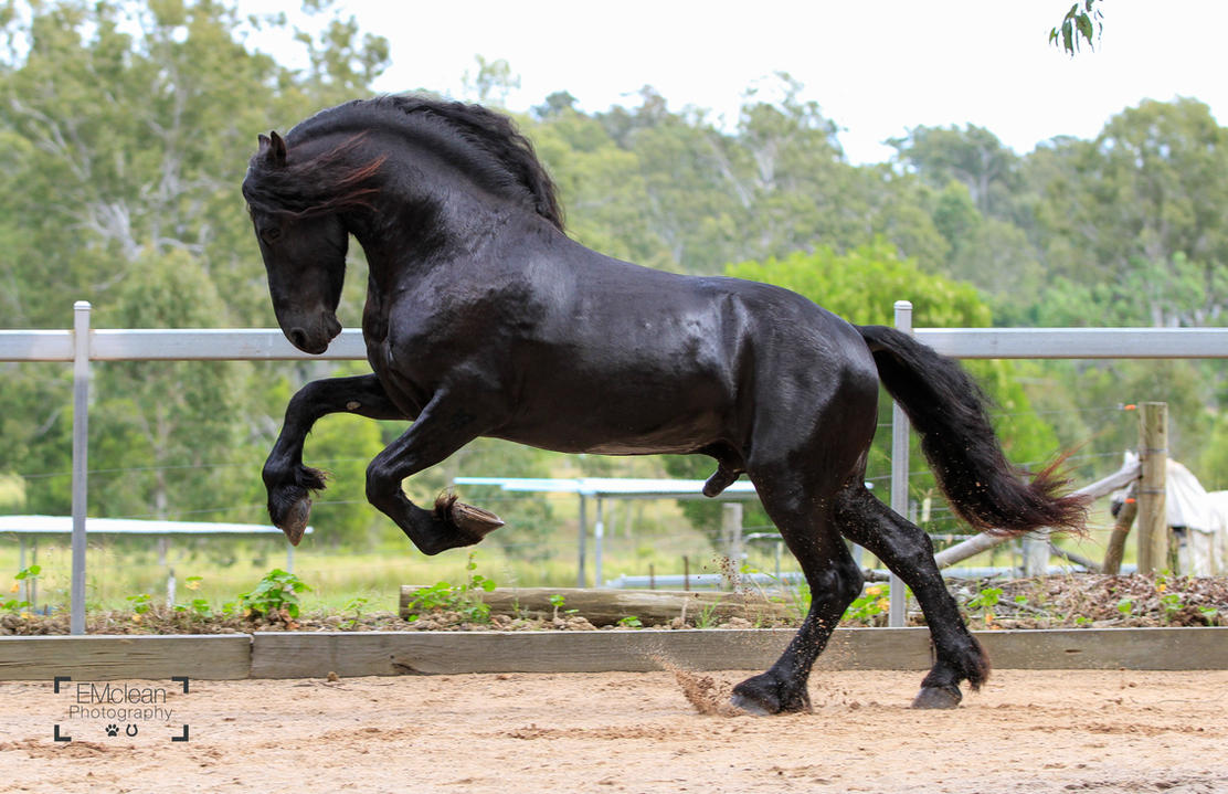 Het Back on Track Onzin Topic! - Pagina 11 Friesian_stallion_stock_8_by_xxmysterystockxx-d9apgdv