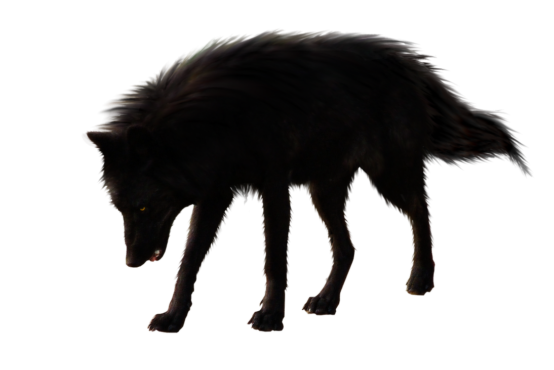 صور دمج للتصميم - ذيب للتصميم Blackwolf_by_raynexstorm-d7kxkbp