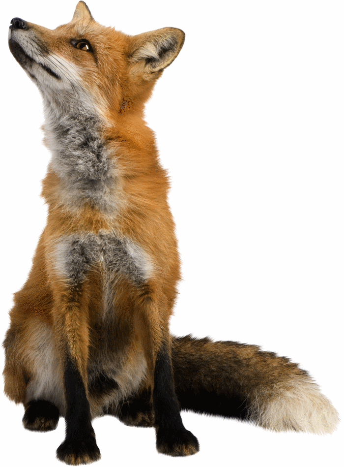 Images d'animaux pour enfants et pour créations Renard