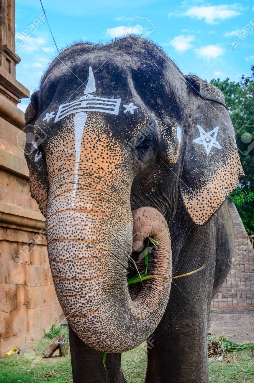 los indefensos - Página 2 38281154-Close-up-sacred-elephant-in-Hindu-temple-Brihadishwara-India-Tamilnadu-Thanjavur-Stock-Photo
