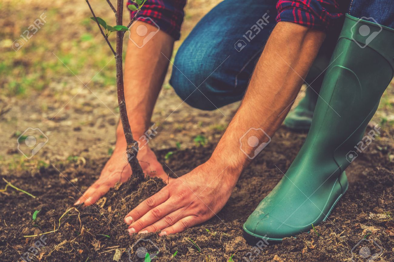 detodounpoco.achl - Página 24 45291582-Plantar-un-rbol-Close-up-en-el-hombre-joven-de-plantar-el-rbol-mientras-trabajaba-en-el-jard-n-Foto-de-archivo