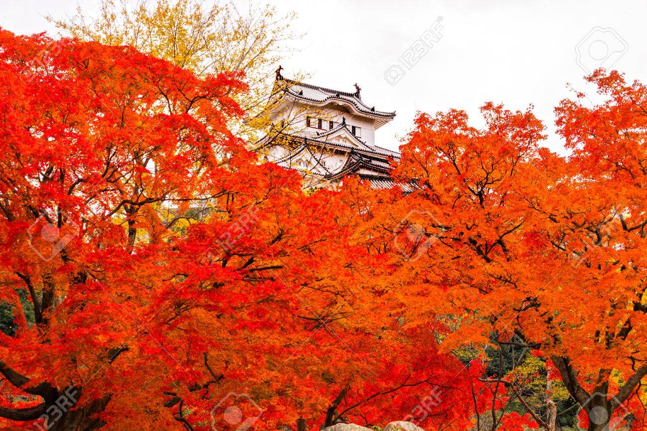 Poze frumoase... - Page 3 35584134-Himeji-Castle-also-called-White-Heron-Castle-in-autumn-season-Japan--Stock-Photo