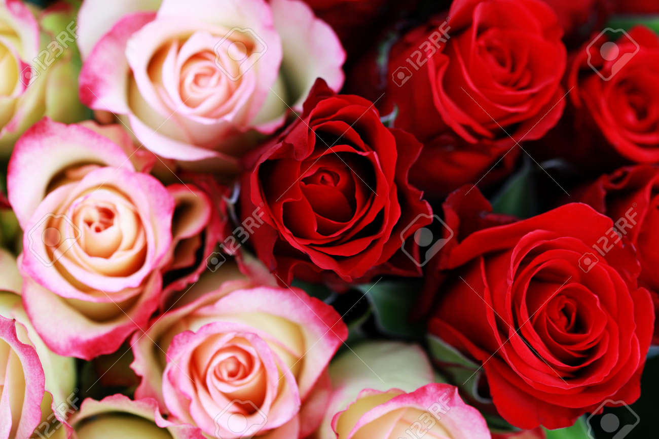 BỘ SƯU TẬP HOA HỒNG TUYỆT ĐẸP * 6166665-background-of-beautiful-roses-flowers-and-plants-Stock-Photo-bunch